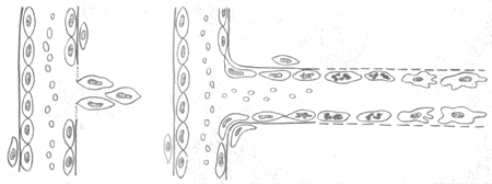 毛细血管再生模式图
