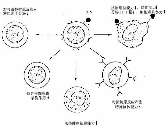 HIV侵犯TH细胞后免疫调节障碍示意图