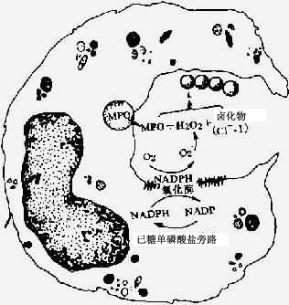 吞噬细胞的氧化代谢活性产物杀菌机制图解