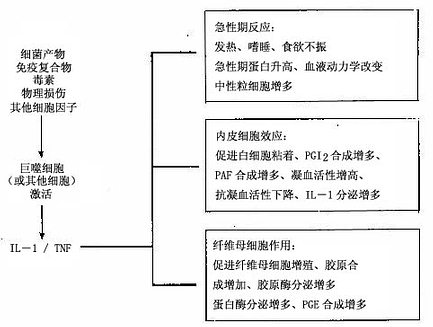 IL－1和TNF在炎症中的主要作用