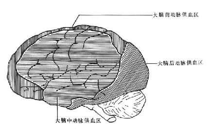 大脑前、中、后动脉供血区之间的C形边缘带示意图