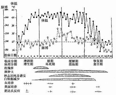 伤寒的病理及病程示意图 