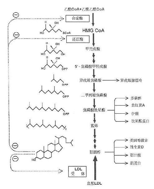 胆固醇合成代谢图