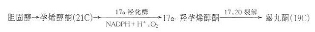 睾丸酮的合成