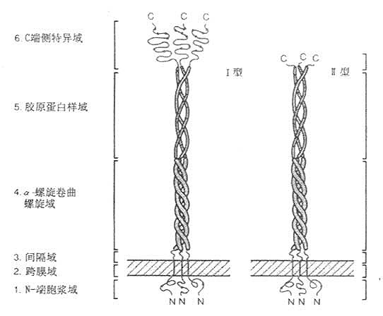 清道夫受体结构模式图