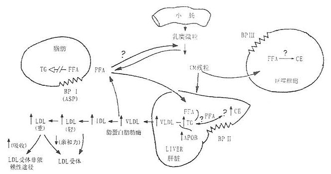 HyperApoB病理假说图解