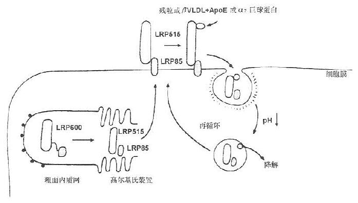 LDL受体蛋白（LRP）的结构与代谢