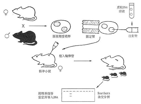 显微注射法制备转基因小鼠的程序