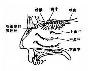 嗅神经