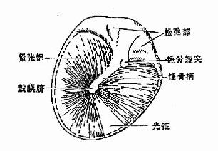 鼓膜