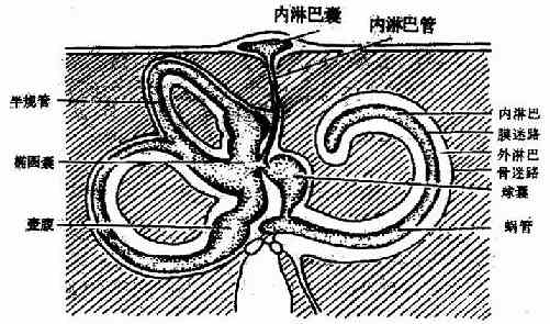 内耳腔和内外淋巴