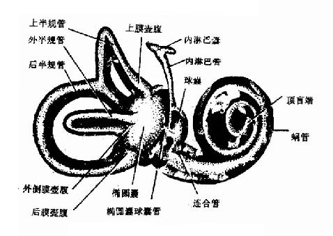 膜迷路