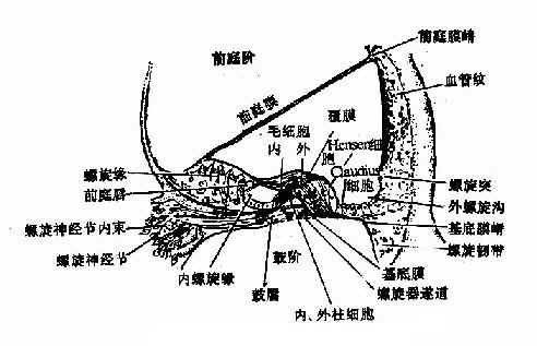 蜗管横切面