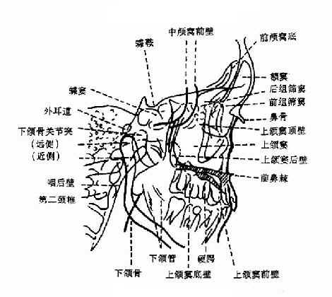 鼻窦侧位