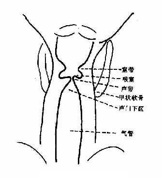 喉正位（断层）