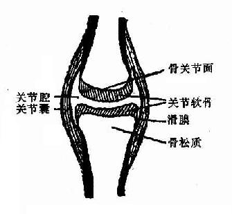 成人四肢关节示意图