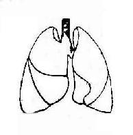 正常肺部正位观