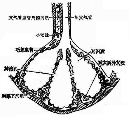肺间质示意图