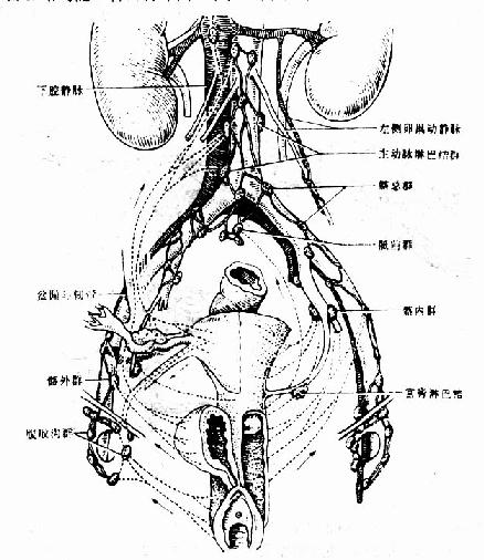 女性生殖器官的淋巴分布