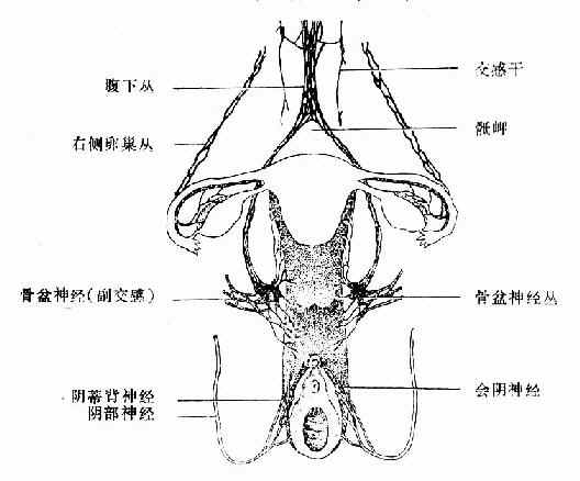 女性生殖器官的神经分布