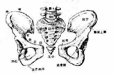 骨盆