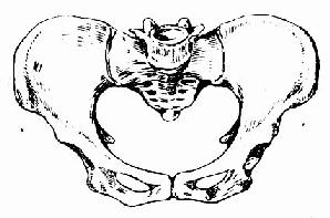 扁平骨盆正面观