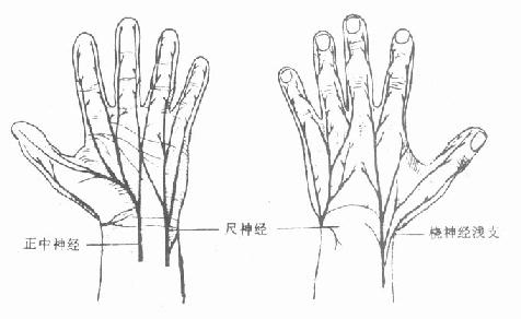 手部的感觉神经分布