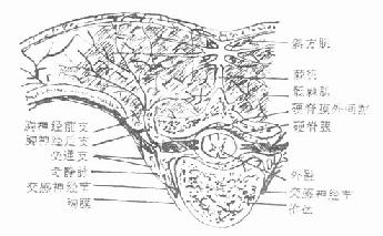 经过第4胸椎横切面，表示脊神经后支的分布