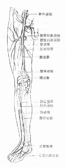 下肢动脉