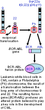 在第22条染色体上BCR基因表达