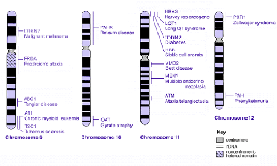 在第22条染色体上BCR基因表达