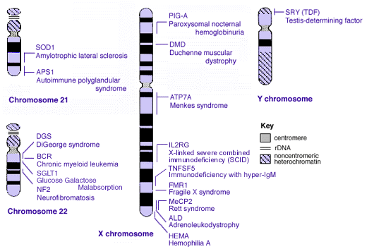 在第22条染色体上BCR基因表达