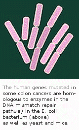在第3条染色体上MHL1基因表达