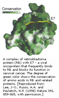 在第十三条染色体上表达的Rb基因