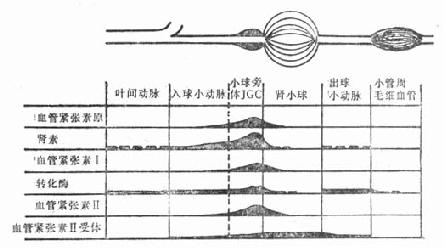 肾素-血管紧张素系统在肾内的分布