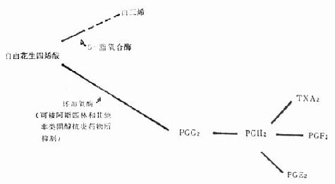 花生四烯酸被药物影响的代谢示意图