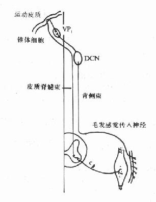 与γ传出神经无关的皮肤-肌梭反射