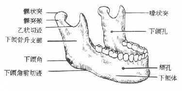 下颌骨