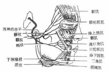 面部表情肌及面神经分支