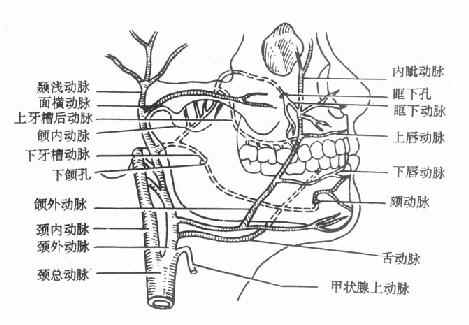 口腔颌面部动脉