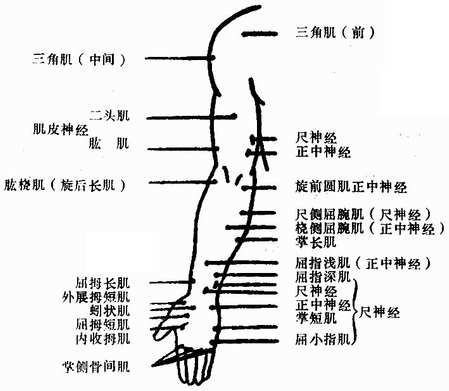 上肢前面的运动点