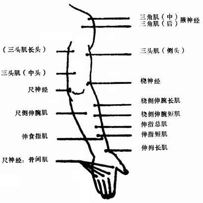 上肢后面的运动点