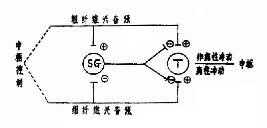 闸门控制假说模式图