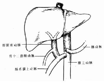 病人供体肝动脉变异情况