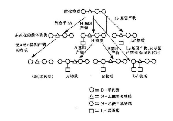 H，A，B及Lewis抗原形成示意图