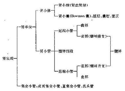 肾实质结构示意图