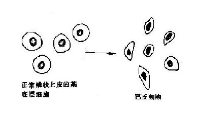 巴氏细胞示意图