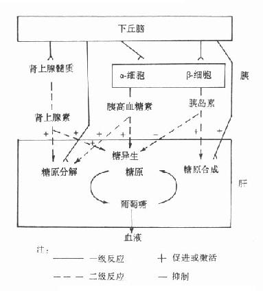 血糖调节的主要机制