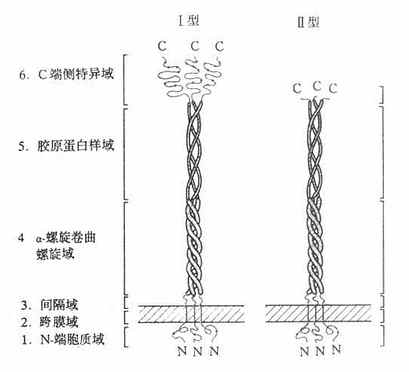 清道夫受体结构示意图