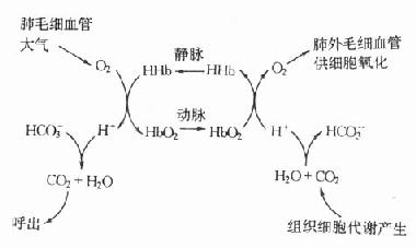 2和CO2的等氢运输